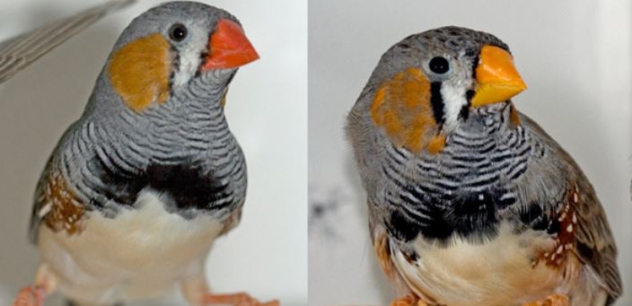 The redder the zebra finch the healthier it is so the female thinks