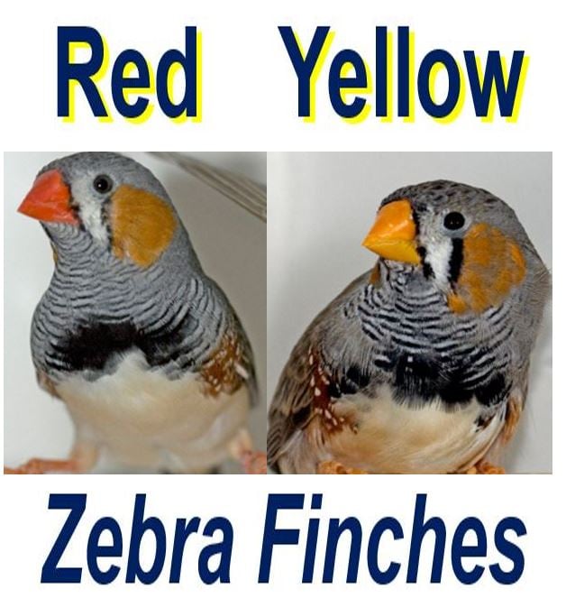 red and yellow beaks zebra finches