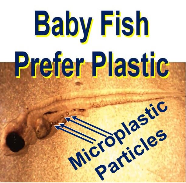 Baby fish prefer plastic