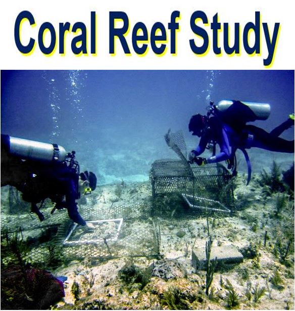 Coral reef decline divers in a study