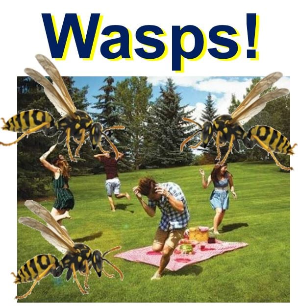 Dealing with a wasp
