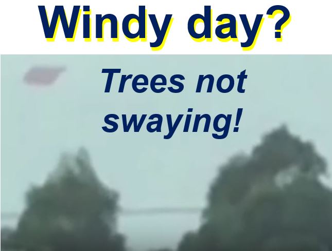 Windy day trees not swaying