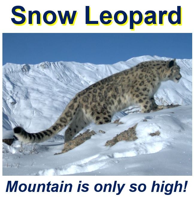 climate change speed - snow leopard