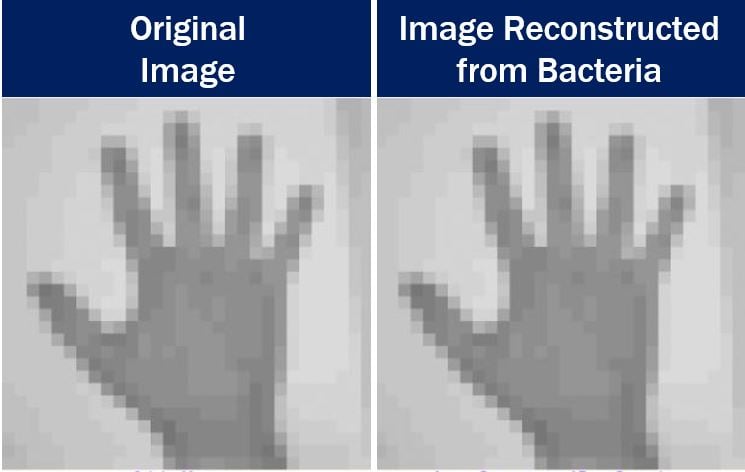 Bacterial DNA used for reconstructing images