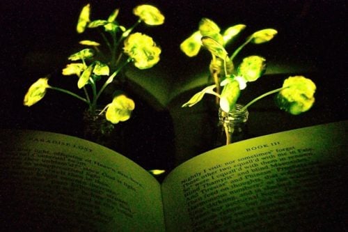 glowing plants illuminate book