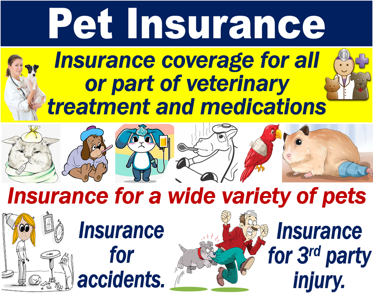 What is pet insurance? Definition and examples - Market Business News