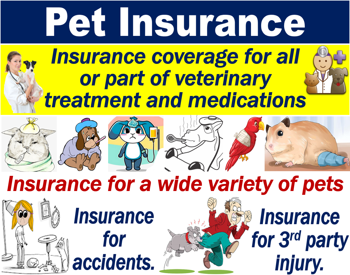 pet insurance for dogs