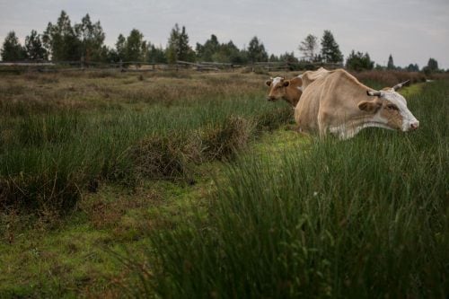 image: Chernobyl - cows in the Rivne region of Ukraine