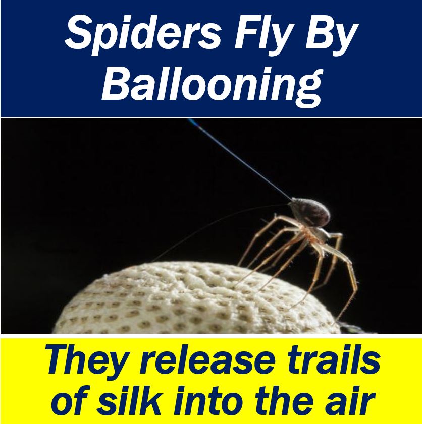 Spiders fly by ballooning