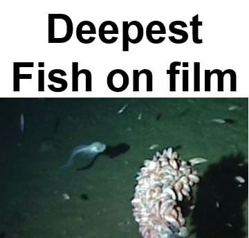 Deepest Fish