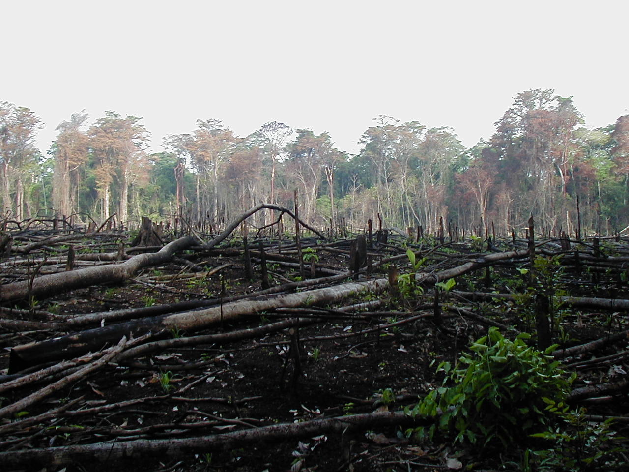 Forest burned Mexico