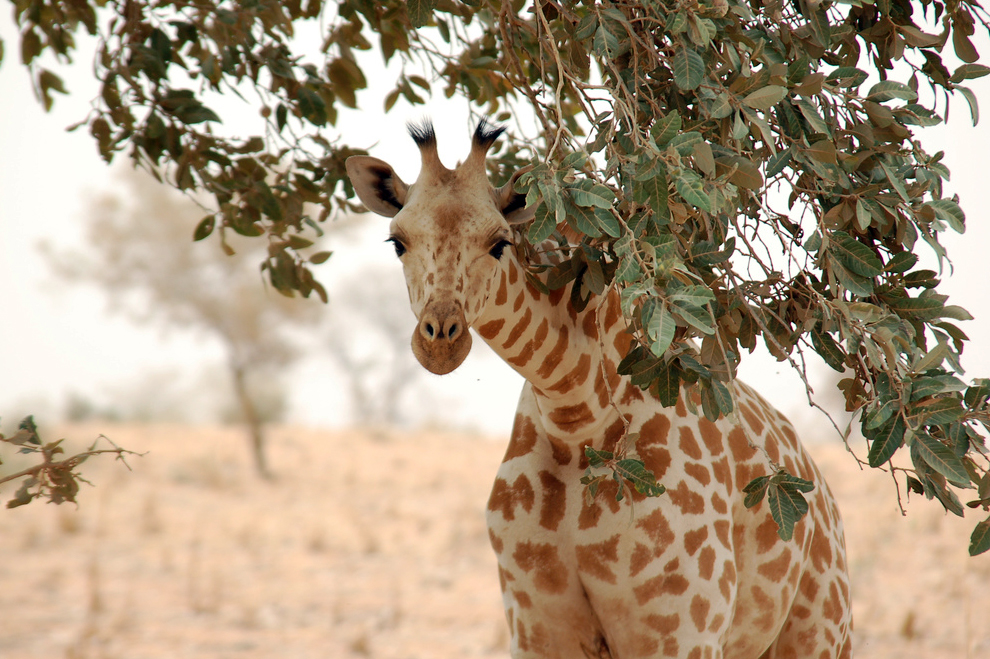 west african giraffe