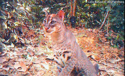 African golden cat