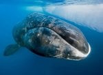 Bowhead Whale