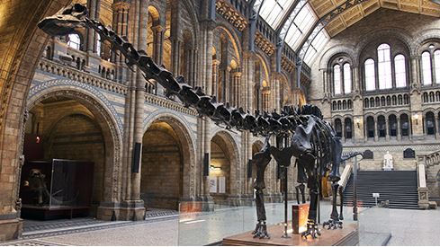 Dippy the Diplodocus