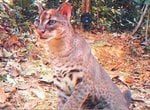 Elusive African Golden Cat