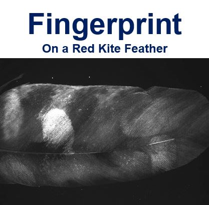 Fingerprint on Red Kite Feather