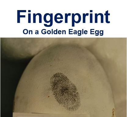 Fingerprint on a Golden Eagle Egg