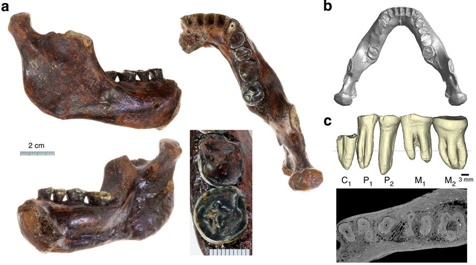 Fossil of ancient human jawbone