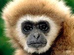 Gibbon