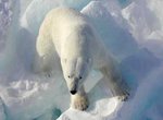 Polar bears sea ice