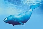 A Bowhead Whale