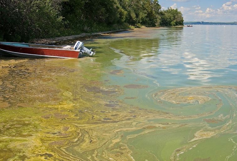 Algae in lakes