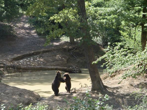 Bear Sanctuary