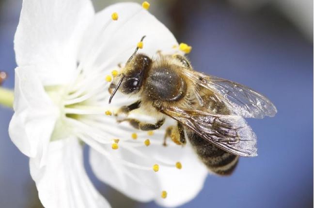 Bee collecting pollen