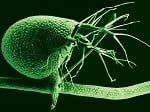 Bladderwort photo