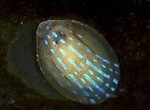 Blue rayed limpet