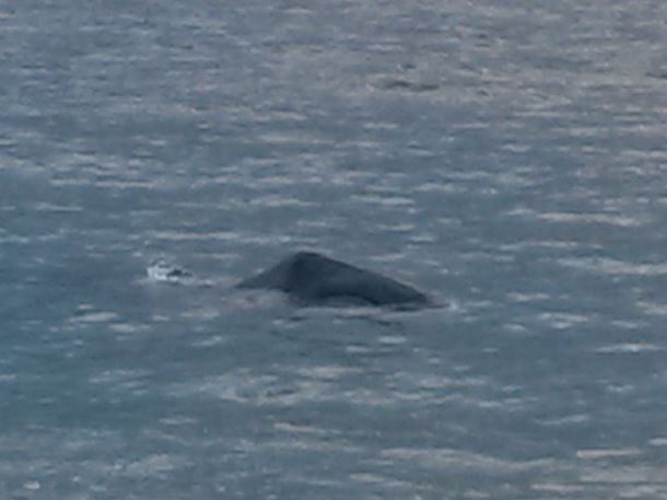 Bowhead Whale pic 2