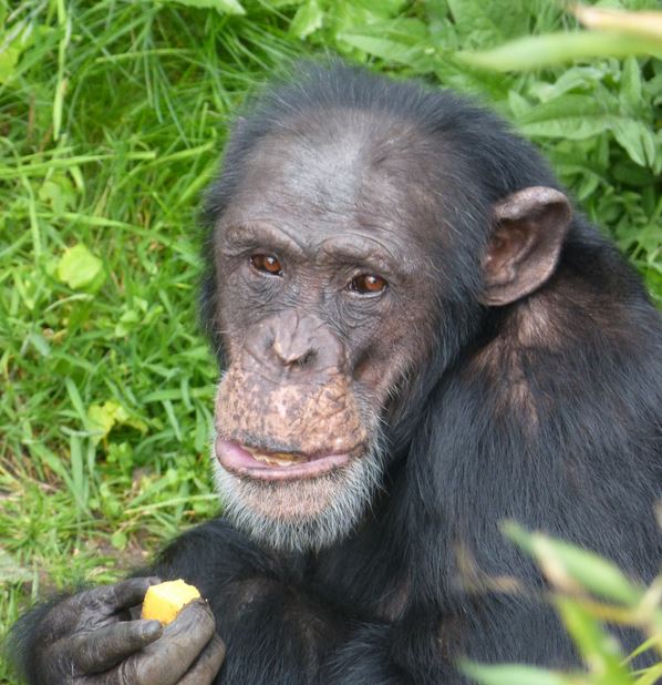 Chimpanzee Frek
