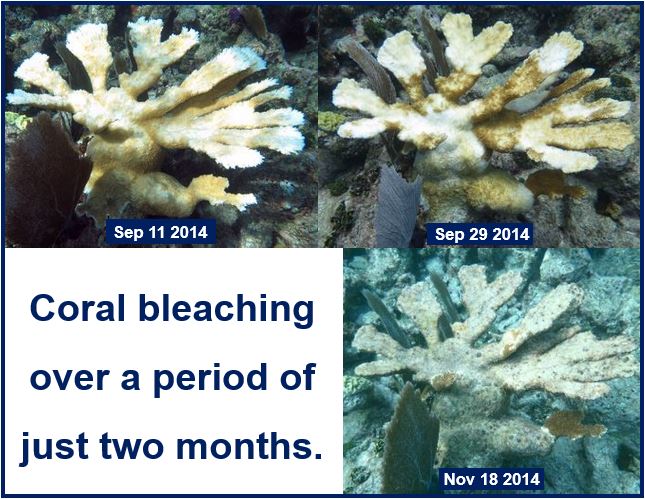 Coral bleaching in two months