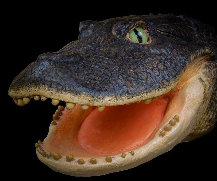 Crocodile Gnatusuchus pebasensis