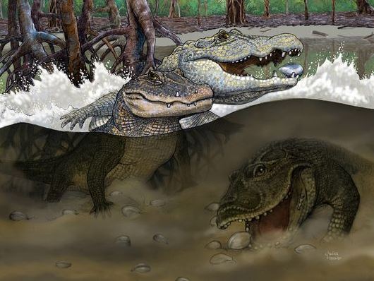 Crocs 13 million years ago