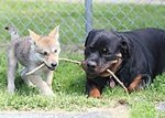 Dog and wolf cub