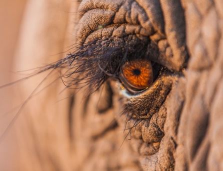 Elephant eyelashes