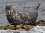 Grey Seal