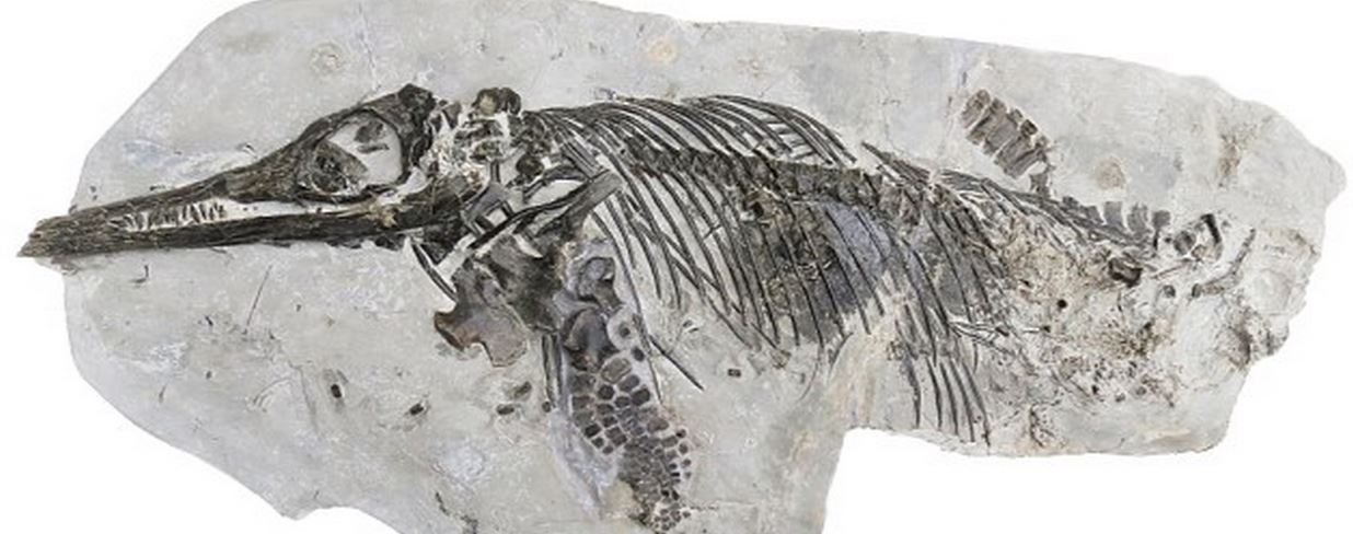 Ichthyosaurus anningae