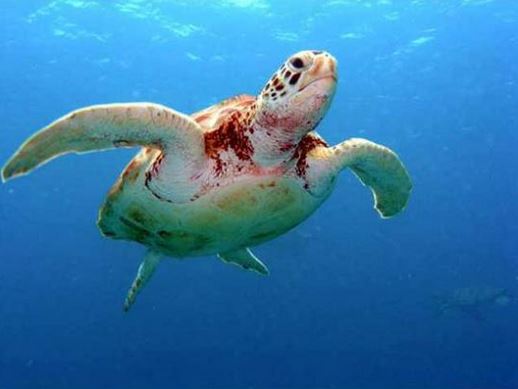 Kemp's ridley sea turtle