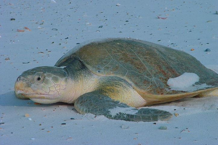 Kemps ridley sea turtle