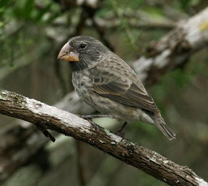 Large Ground Finch