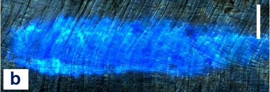 Limpet blue stripe