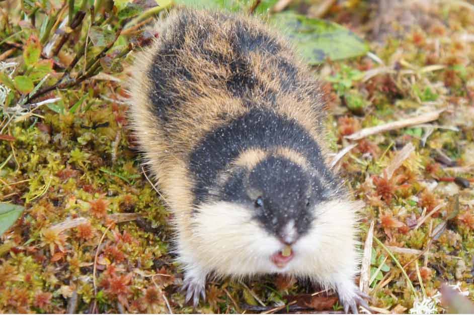 Lemmings use multicoloured fur and loud shrieks to warn predators to stay  away