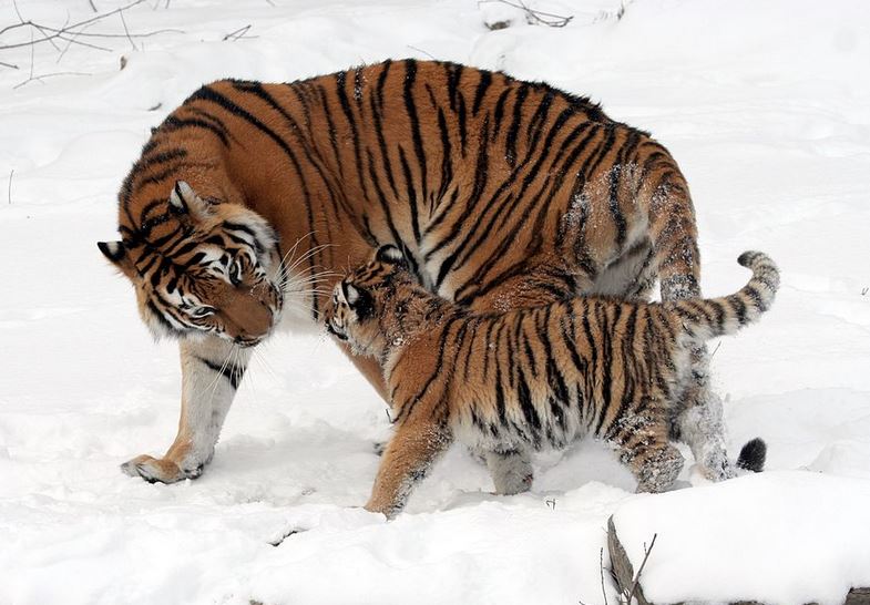 Siberian Tiger