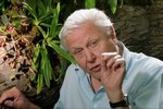 Sir David Attenborough has plant named after him