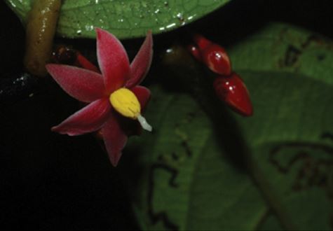 Sirdavidia solannona, open flower and flower buds