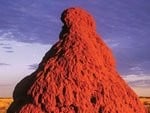 Termite mound