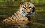 Tiger swimming